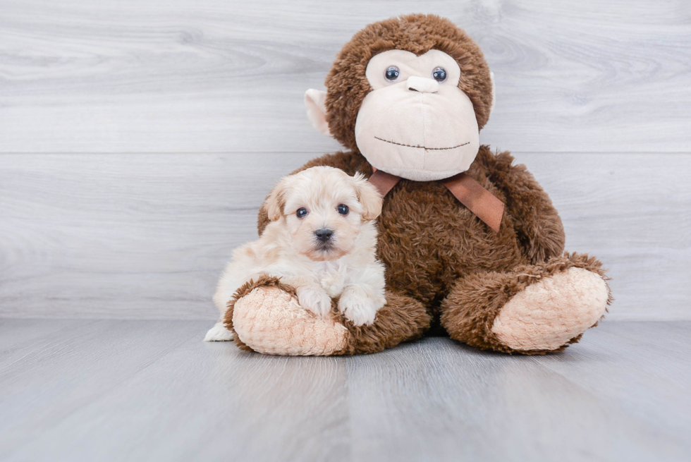 Small Maltipoo Baby