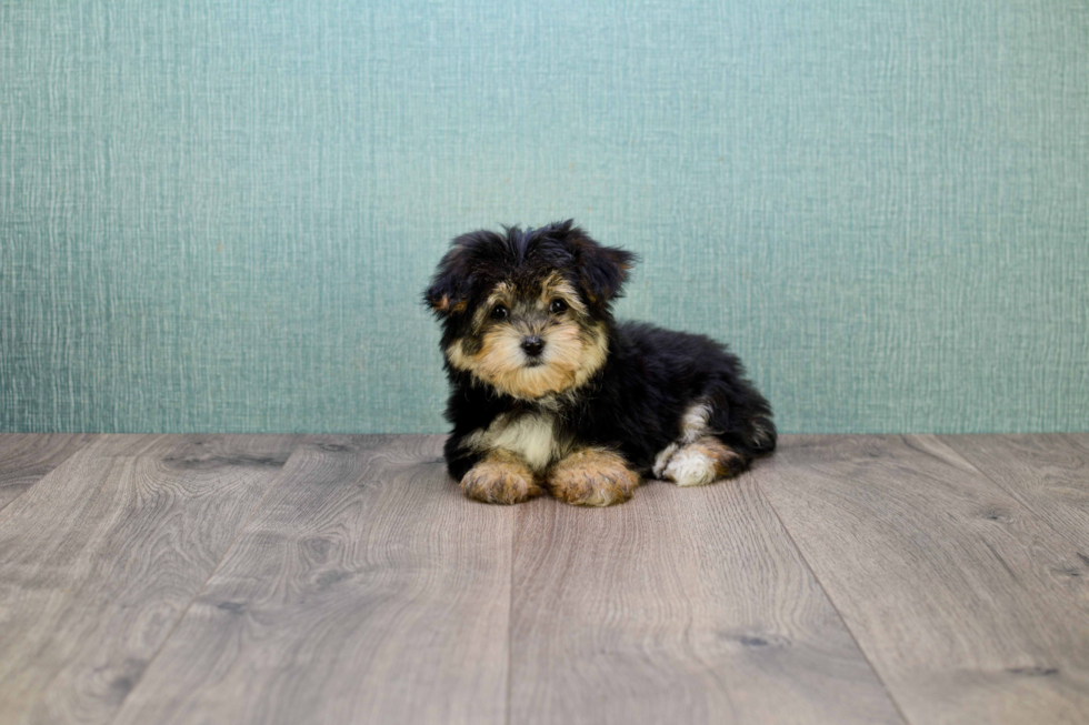 Smart Morkie Designer Pup