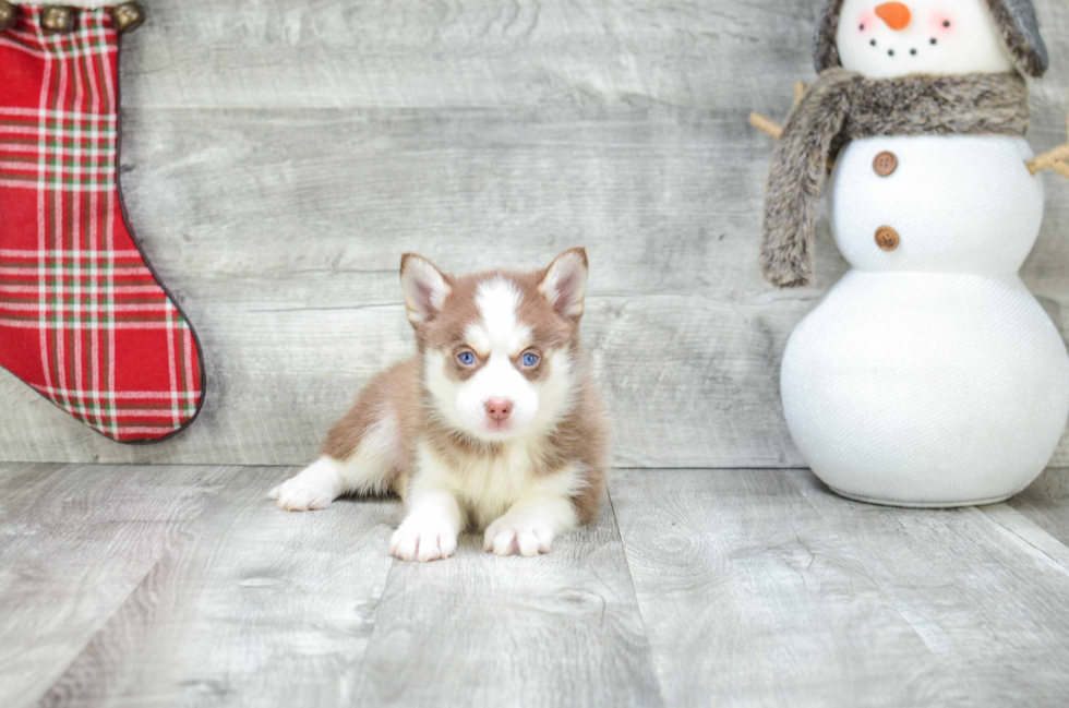 Best Pomsky Baby