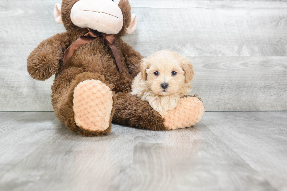 Hypoallergenic Maltepoo Poodle Mix Puppy