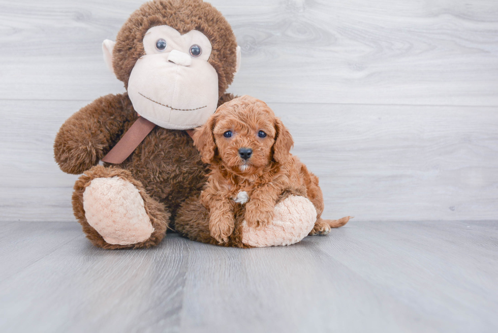 Happy Cavapoo Baby