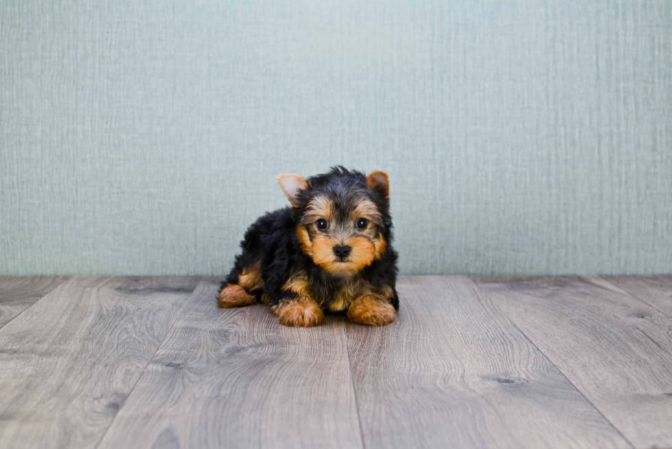 Meet Rascal - our Yorkshire Terrier Puppy Photo 