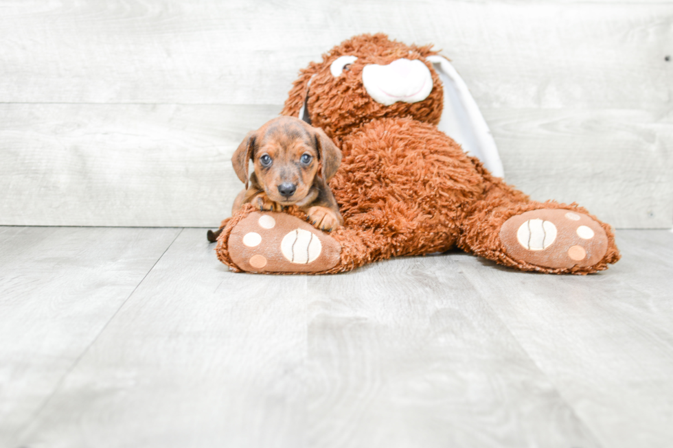 Best Dachshund Baby