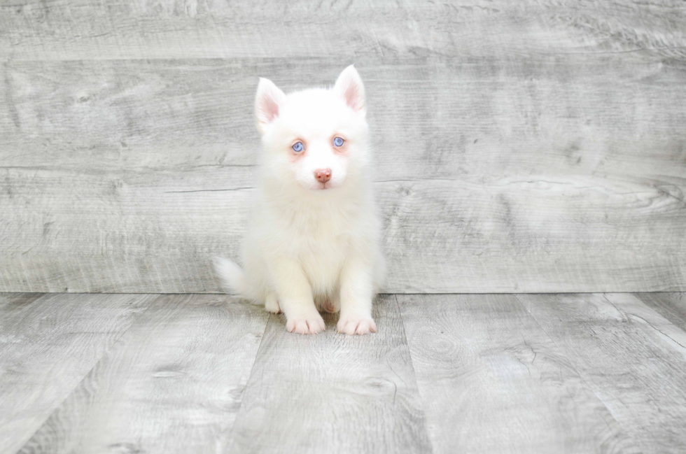 Pomsky Puppy for Adoption