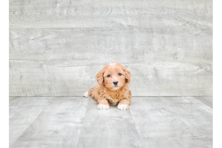 Best Cavapoo Baby