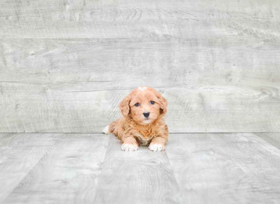 Best Cavapoo Baby