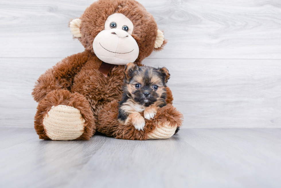 Playful Yorkie Designer Puppy