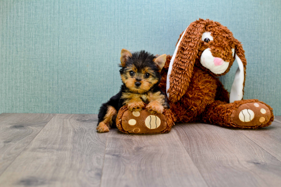 Meet Goldie - our Yorkshire Terrier Puppy Photo 