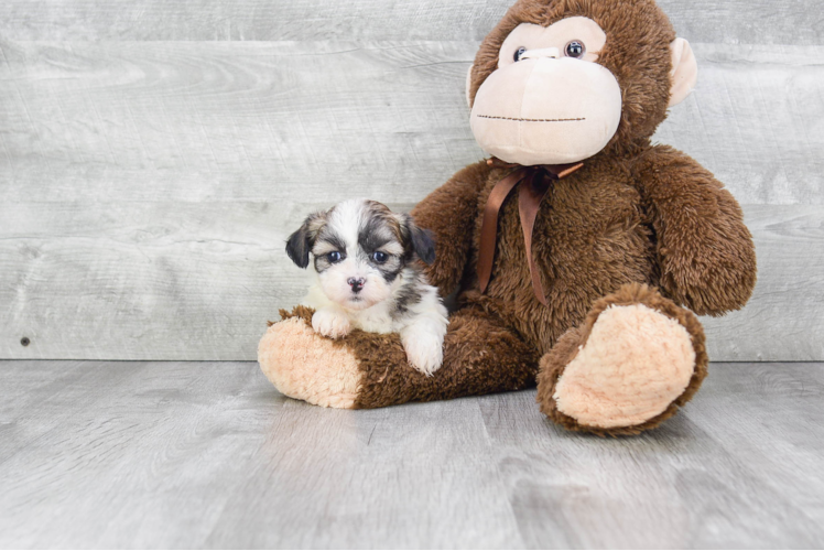 Friendly Teddy Bear Baby