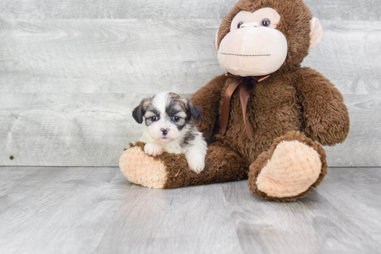 Friendly Teddy Bear Baby