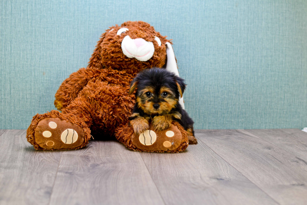 Meet Twinkle - our Yorkshire Terrier Puppy Photo 