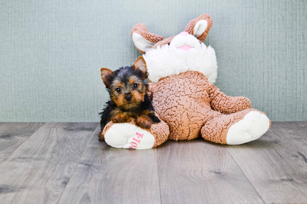 Meet Batman - our Yorkshire Terrier Puppy Photo 