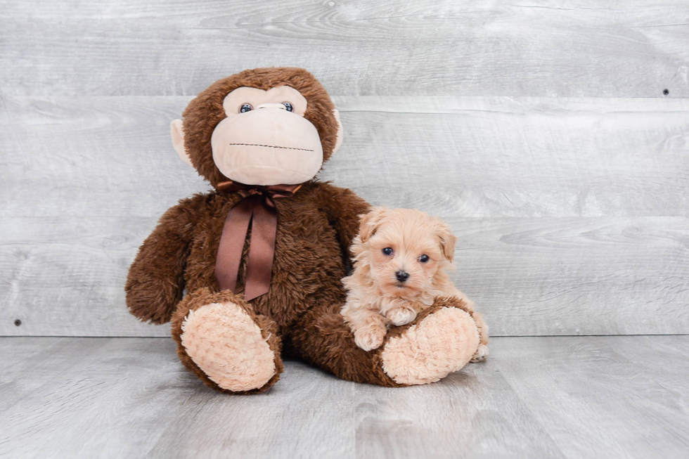 Cute Maltipoo Baby