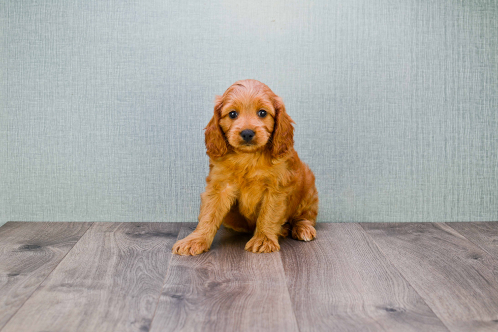 Best Mini Goldendoodle Baby