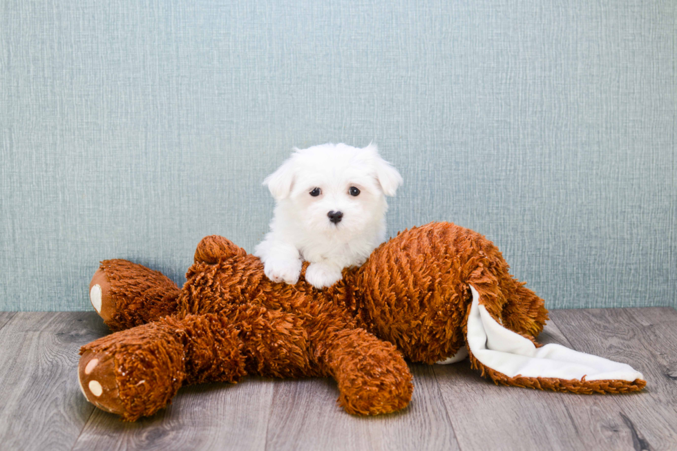 Fluffy Maltese Purebred Puppy