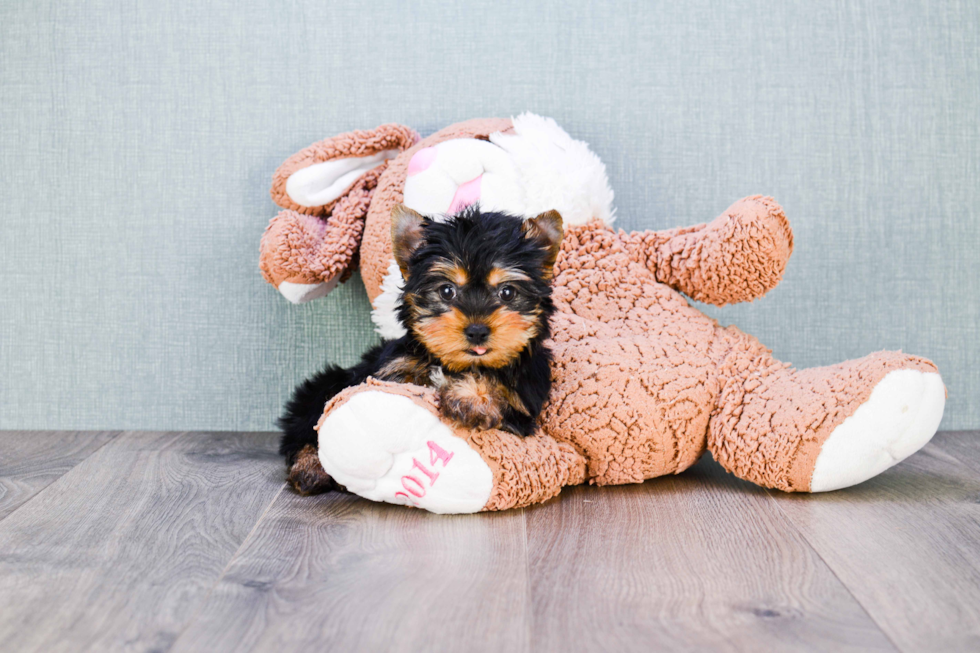 Meet Tinkerbell - our Yorkshire Terrier Puppy Photo 