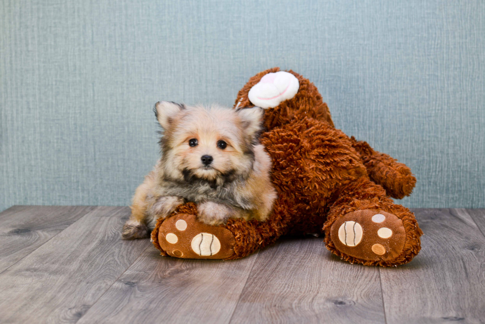 Maltipom Pup Being Cute