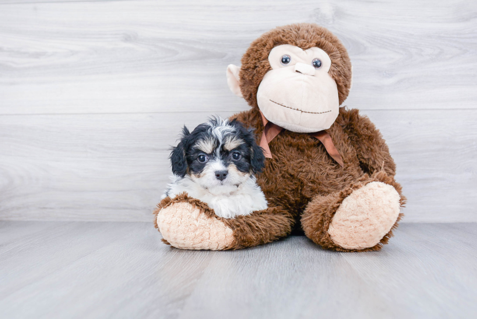 Sweet Cavachon Baby