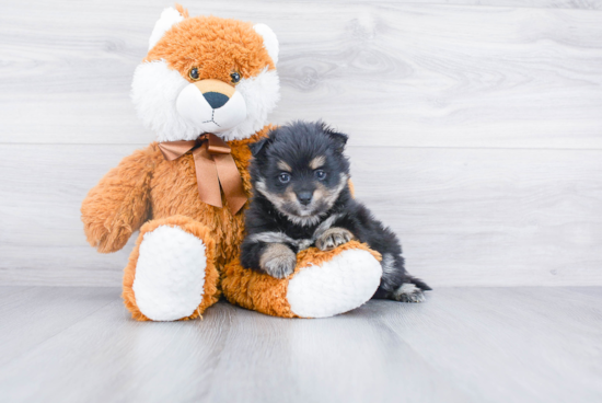 Pomeranian Puppy for Adoption