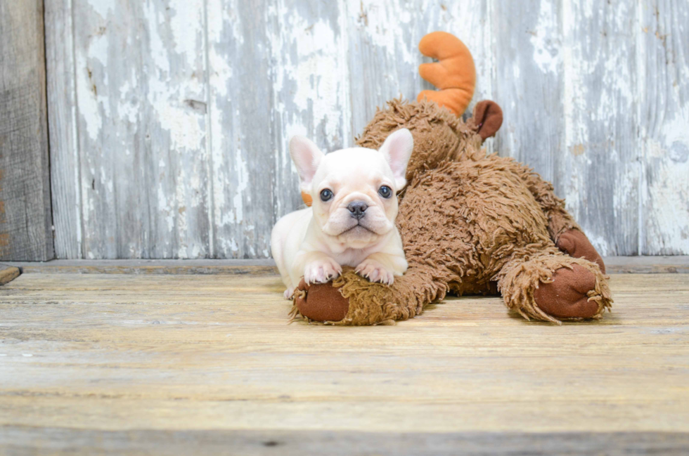 French Bulldog Pup Being Cute