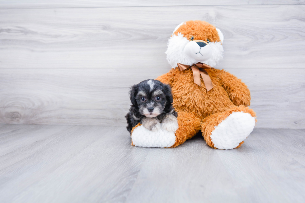 Best Maltipoo Baby