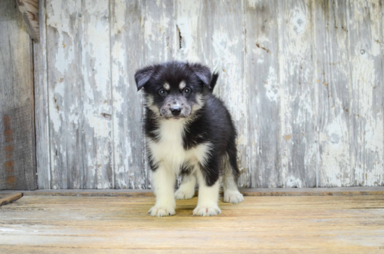 Popular Pomsky Designer Pup