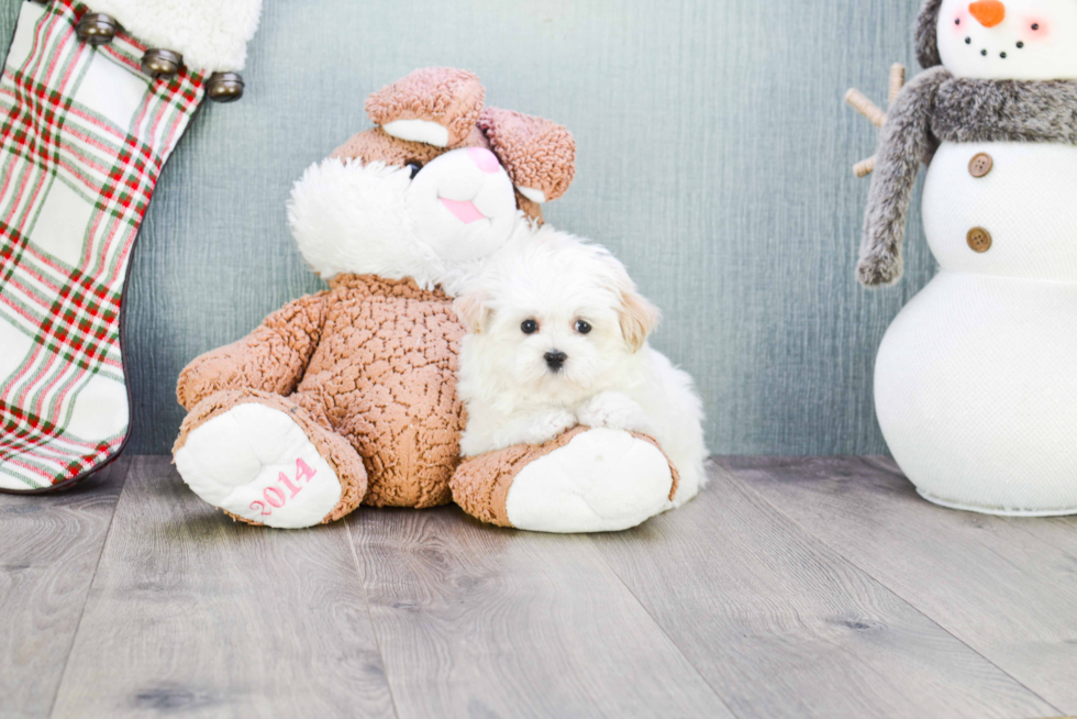 Maltipoo Pup Being Cute