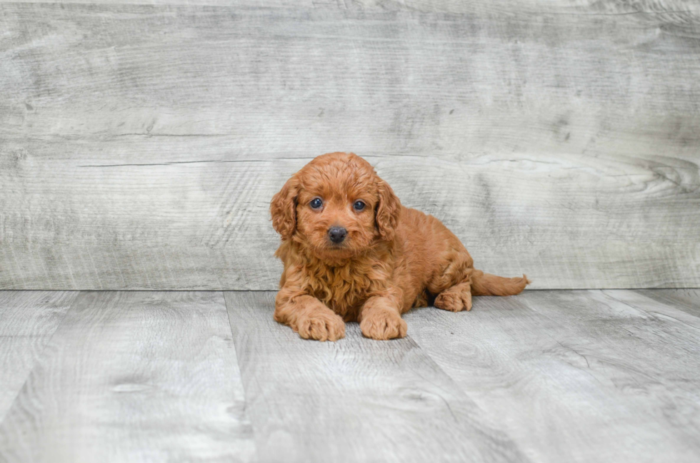 Adorable Golden Retriever Poodle Mix Puppy