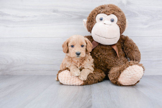 Best Mini Goldendoodle Baby