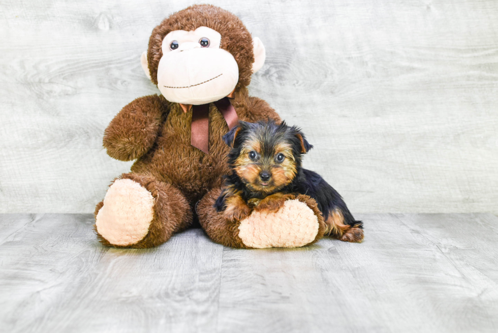 Meet Diddy - our Yorkshire Terrier Puppy Photo 