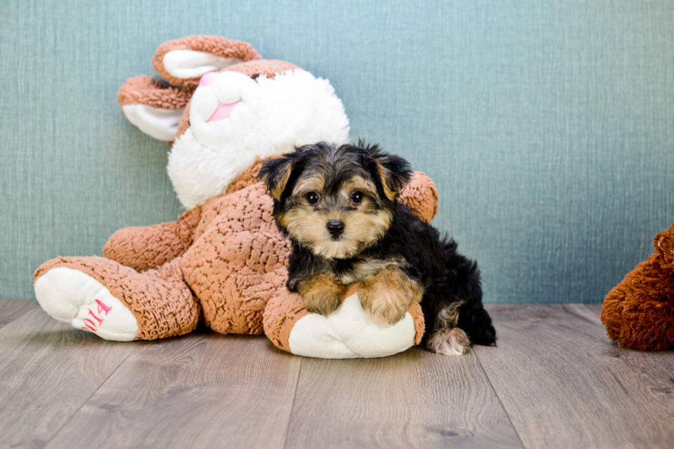 Small Morkie Baby