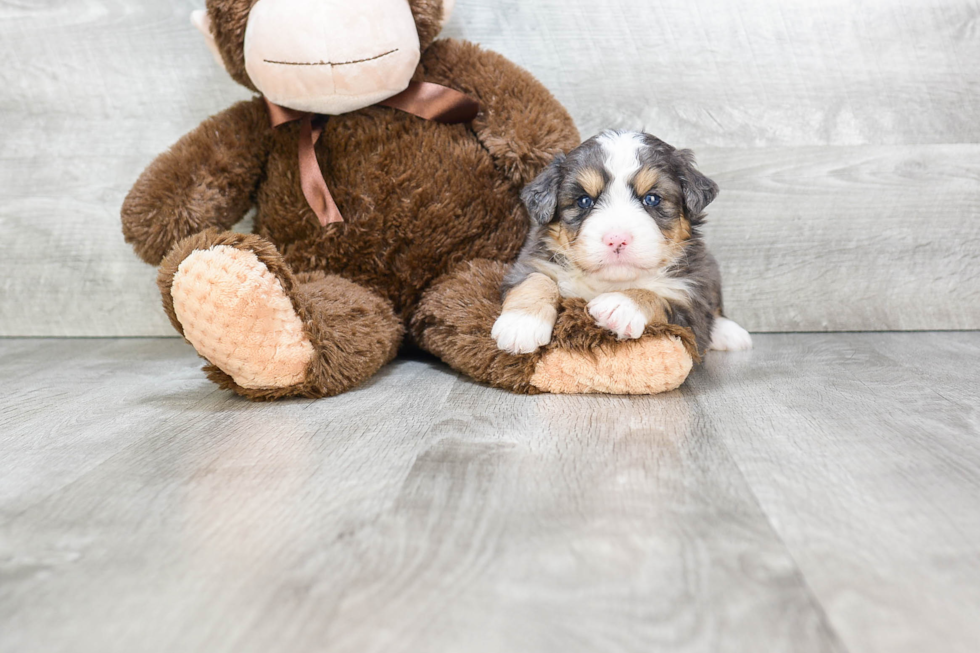 Mini Bernedoodle Pup Being Cute