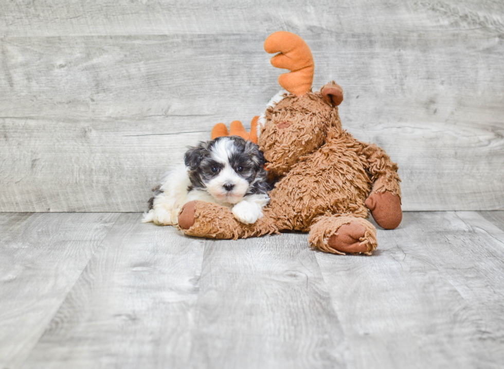 Funny Havanese Purebred Pup