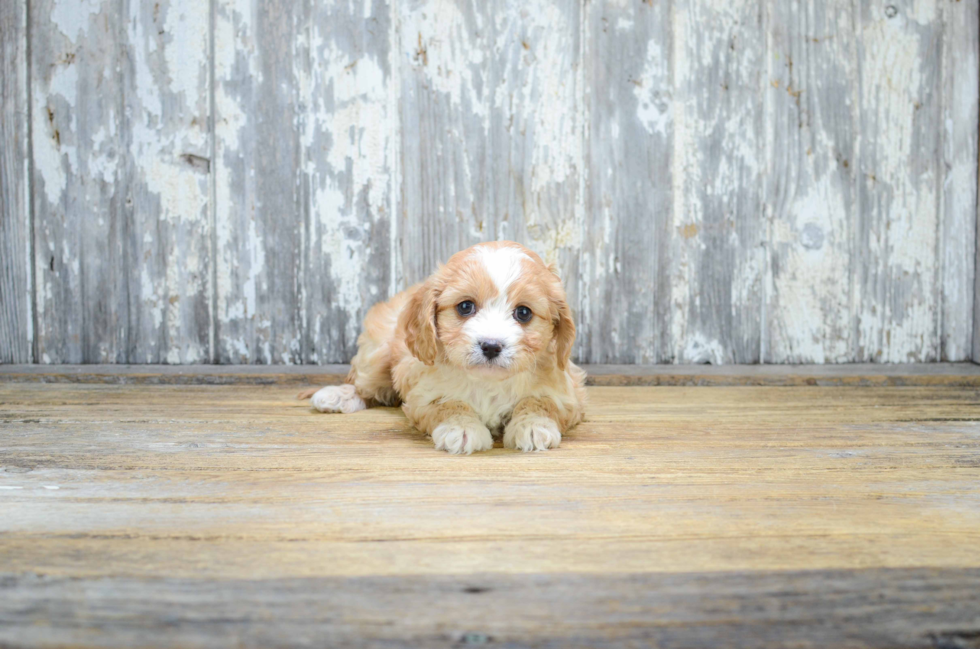 Funny Cavapoo Poodle Mix Pup