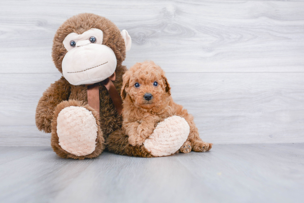 Fluffy Mini Goldendoodle Poodle Mix Pup