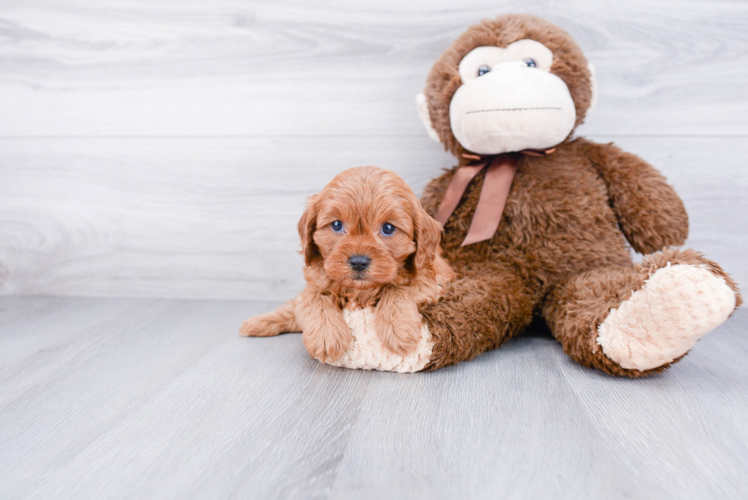 Funny Cavapoo Poodle Mix Pup