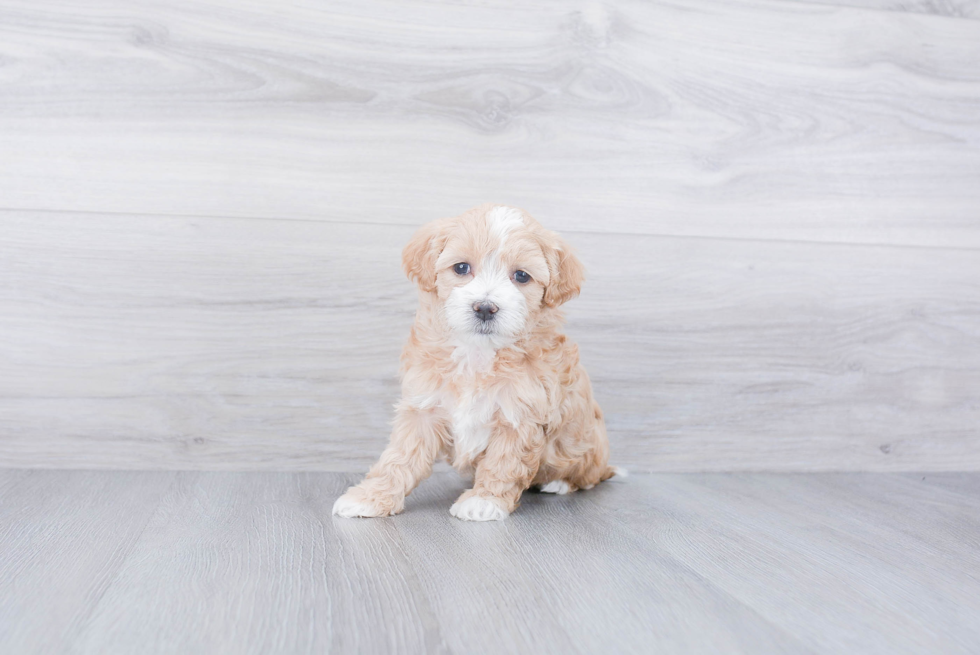 Sweet Maltipoo Baby