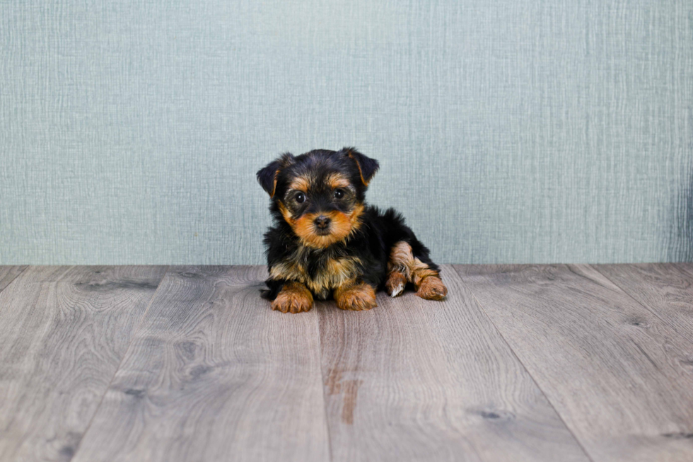 Meet Izzie - our Yorkshire Terrier Puppy Photo 