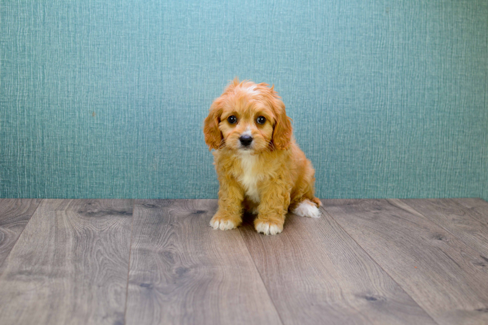 Adorable Cavoodle Poodle Mix Puppy