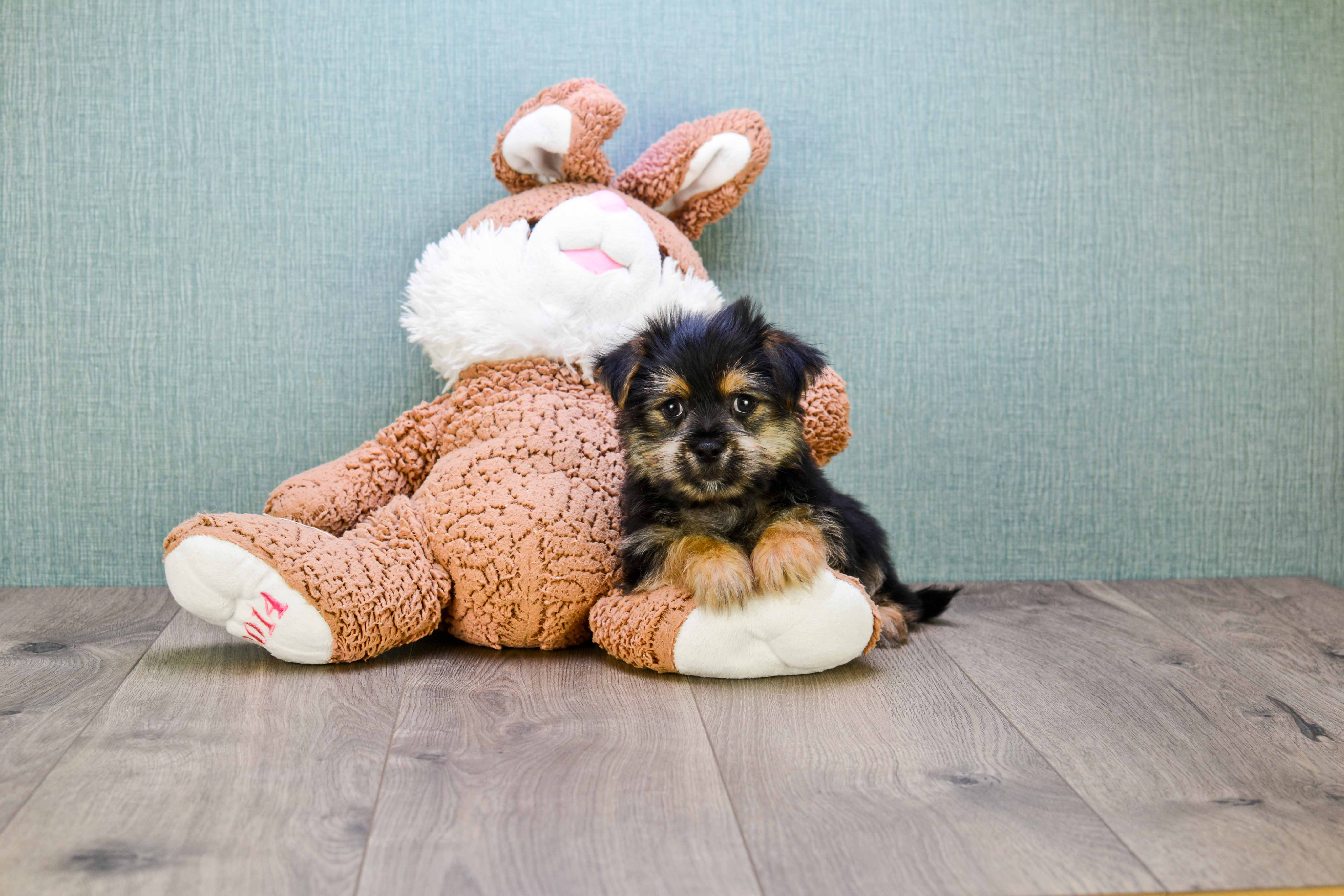 Adorable Yorkie Designer Puppy