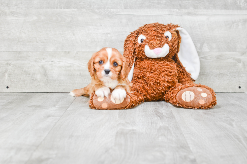 Hypoallergenic Cavalier King Charles Spaniel Baby