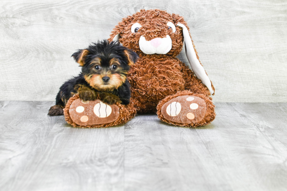 Meet Capone - our Yorkshire Terrier Puppy Photo 
