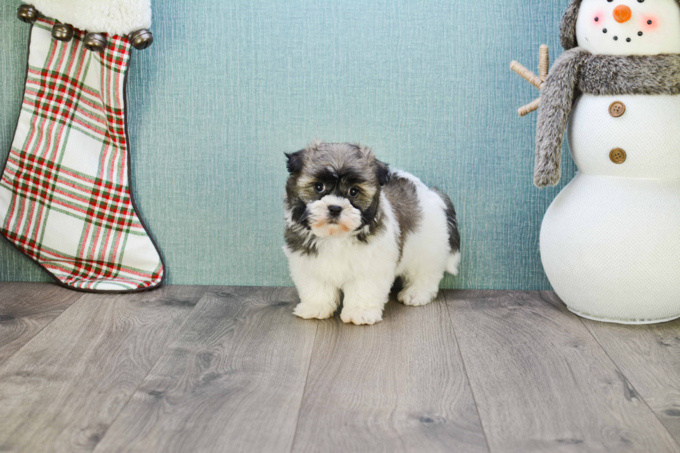 Hypoallergenic Havanese Purebred Pup