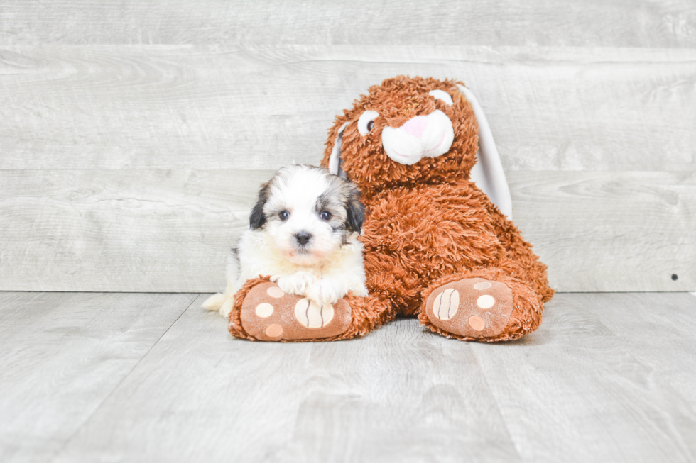 Havanese Pup Being Cute