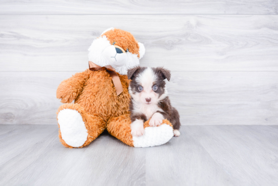 Smart Mini Aussiedoodle Poodle Mix Pup