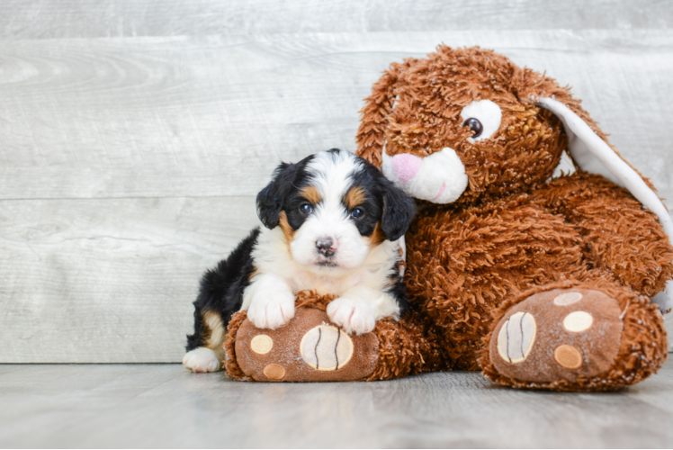 Mini Bernedoodle Puppy for Adoption