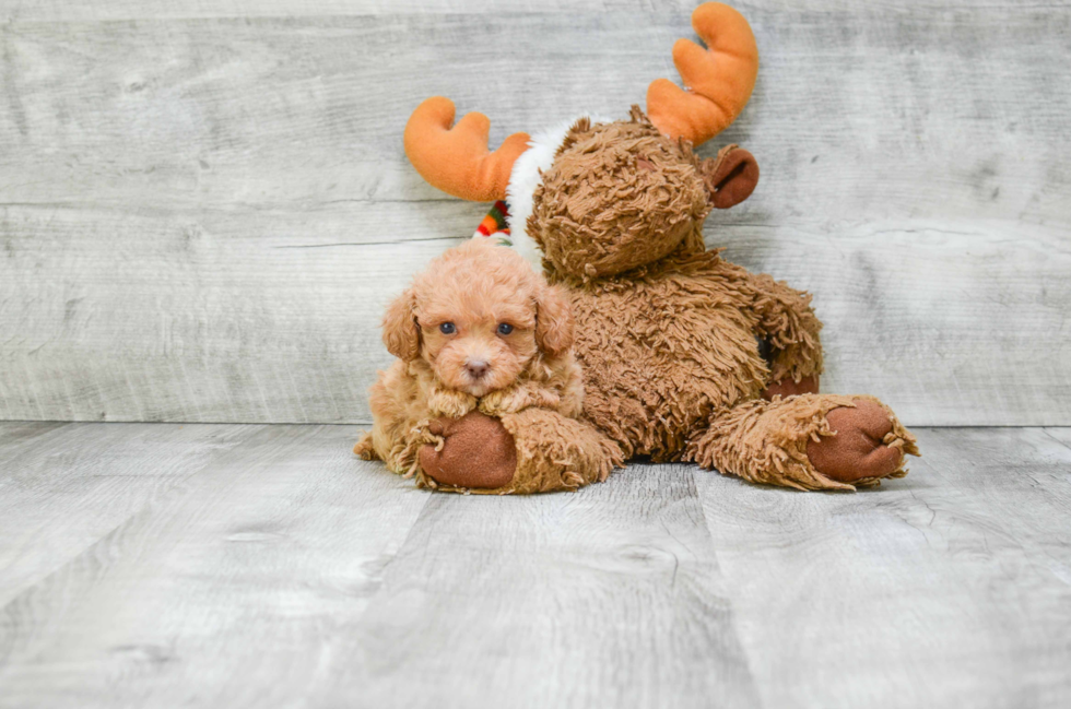 Petite Pudle Purebred Puppy