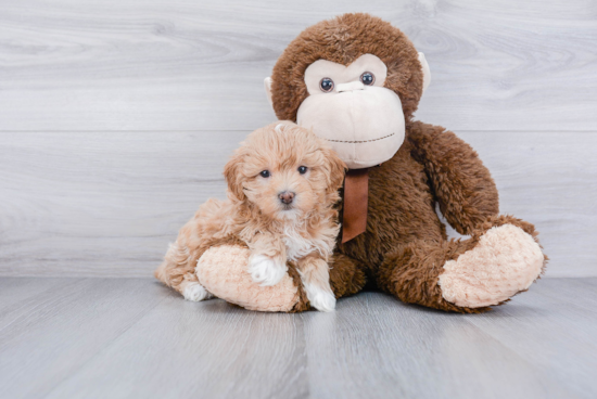 Havanese Pup Being Cute