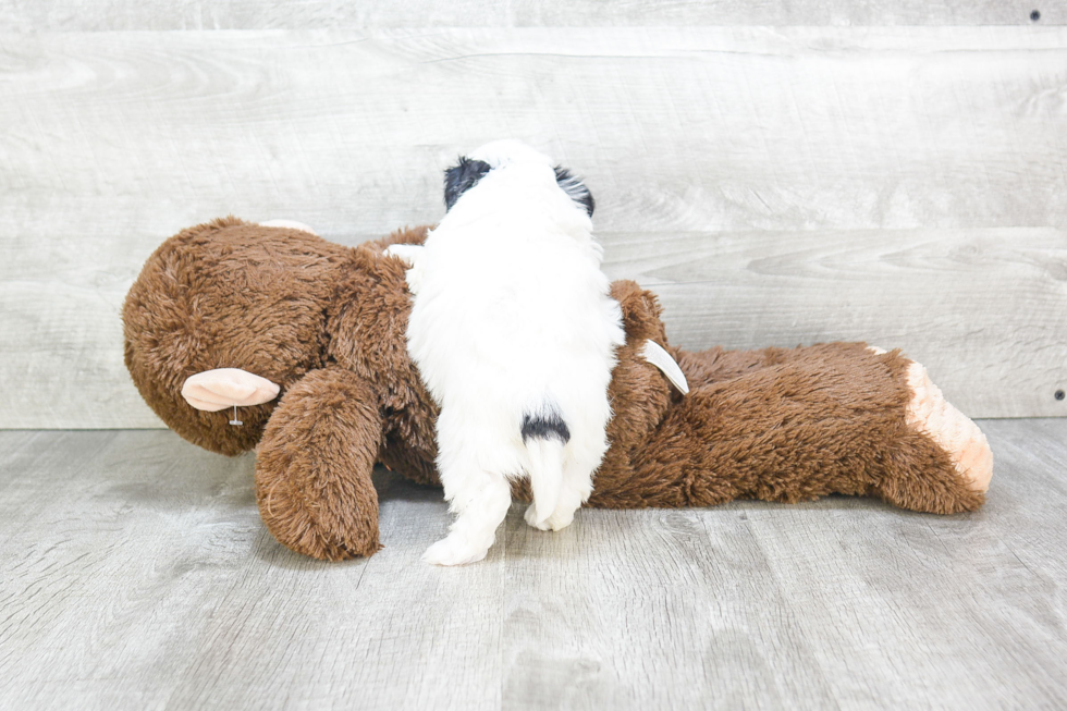 Teddy Bear Pup Being Cute