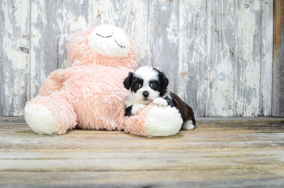 Happy Teddy Bear Baby